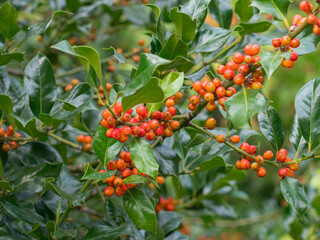 An einem Ast der immergrünen Stechpalme (Ilex aquifolium) hängen rote Früchte.