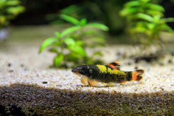 Panda garra freshwater fish - Garra flavatra