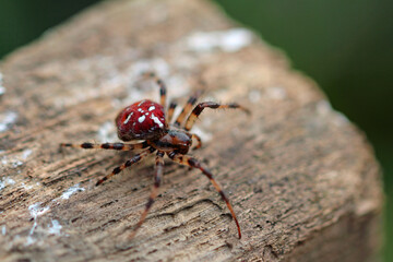 Vierfleckkreuzspinne (Araneus quadratus)