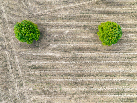 Duas árvores isoladas num campo de cereais depois da colheita. 