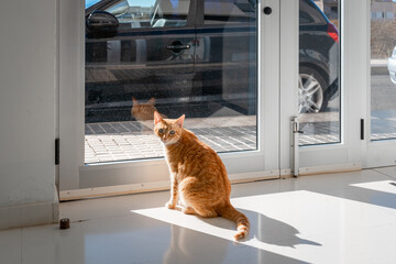brown tabby cat with green eyes by the door, looks at the camera