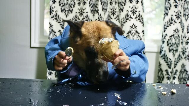Funny dog in blue suit eating peanut butter at kitchen table
