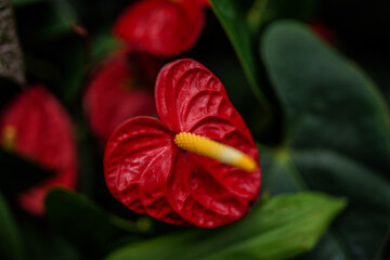 Red anthurium in a garden