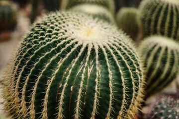 A great cactus