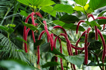 Acalypha hispanioale