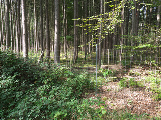 Eine eingezäunte Schonung im Wald mit Jungpflanzen und Schutzzaun zur Aufforstung