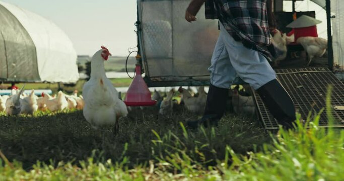 Farm, chicken and a person walking on grass for agriculture, sustainability or natural growth. Field, poultry and countryside with a farmer outdoor in nature for chicken farming on rural land