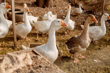 Close-up of happy ducks. Goose farm. Home farm
