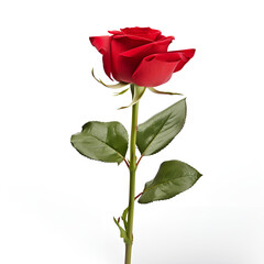 red rose isolated on white background genrated ai 