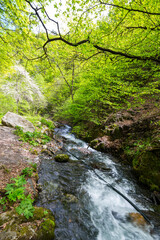 View of the brook in North Caucasus mountains, Ingushetia, Russia