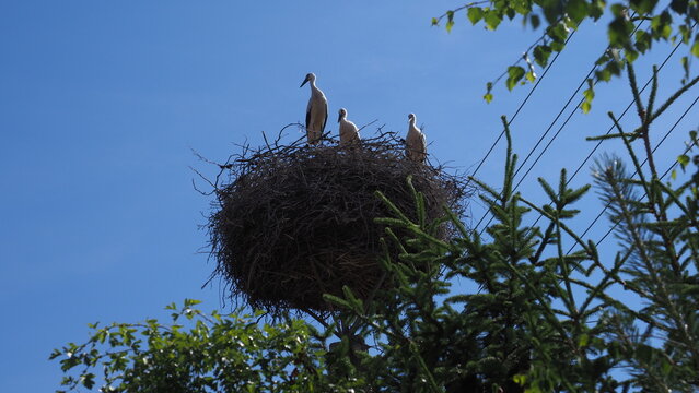 Three storks (an adult bird and young birds) in the nest (Northern Poland)