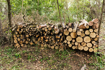 Cut logs neatly stacked on top of each other in a column, prepared for further transport in the autumn forest. Concept of firewood preparation. The wood is from a locust tree