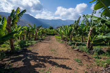 Bannana Plantation on Tenerife - obrazy, fototapety, plakaty