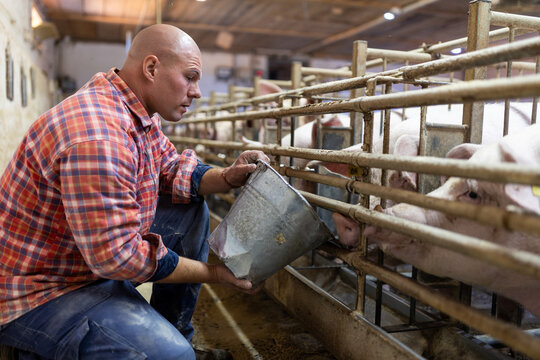 Farmer feeding pigs on ranch