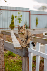 The cat sits on the fence, pet safety. Animal care, scared cat