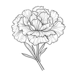 Hand Drawn Sketch Carnation Flower Illustration
