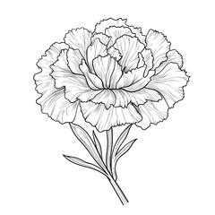 Fototapeta premium Hand Drawn Sketch Carnation Flower Illustration 
