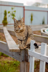 The cat sits on the fence, pet safety. Animal care, scared cat