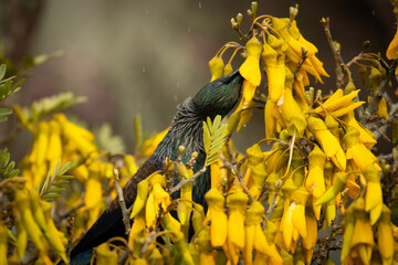 Tui Bird of New Zealand.