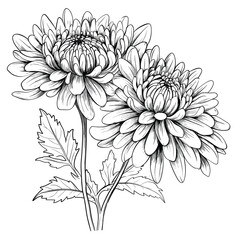 Hand Drawn Sketch Chrysanthemum Flower Illustration
