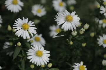 white flowers