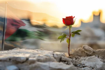 Deurstickers A red rose against the background of the flag of Palestine. Pray for Palestine © Anna