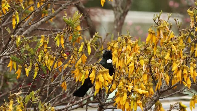 Tui native bird of New Zealand feeding off nectar.