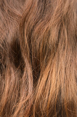 Fototapeta premium Texture of fine long brown hair as a background. Bad hair problem