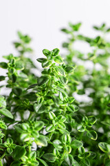 Fototapeta na wymiar Fresh aromatic thyme plant macro view. Healthy organic spices and herbs.