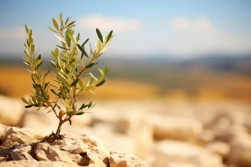 Rolgordijnen Olive tree growing on the rocks against the background of Palestine. Pray for Palestine concept. © Anna