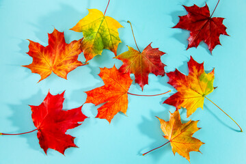 Colored fallen maple leaves on a blue background.