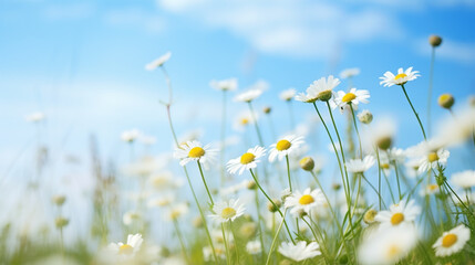 Field of daisies,blue sky and sun.