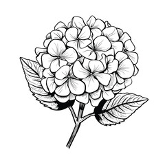 Hand Drawn Sketch Hydrangea Flower Illustration
