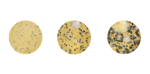 Images with stages of mold growth of different types on spoiled food.