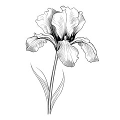 Hand Drawn Sketch Iris Flower Illustration
