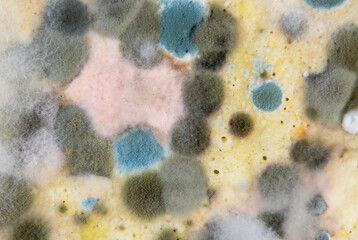 Mold on spoiled food. Various types of fungi grown on food