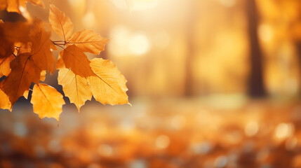 Naklejka na ściany i meble autumn leaves, late afternoon golden sunlight