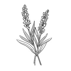 Hand Drawn Sketch Lavender Flower Illustration
