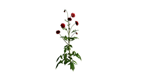 Obraz na płótnie Canvas red poppy flower