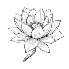 Fototapeta premium Hand Drawn Sketch Lotus Flower Illustration