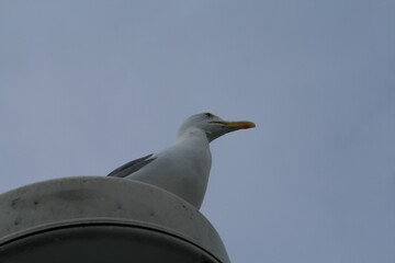 Lookout
