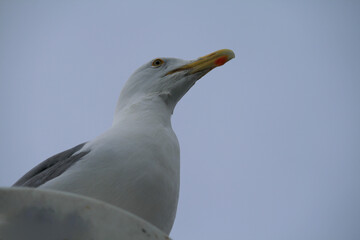 Lookout