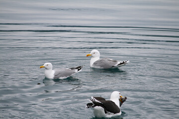 swimming seagulls