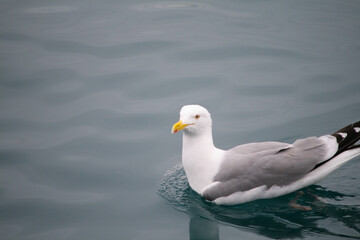 Obraz premium Swimming seagull