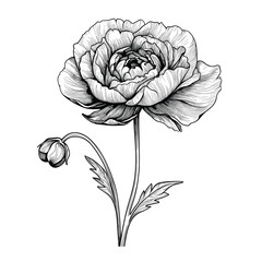 Hand Drawn Sketch Ranunculus Flower Illustration

