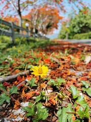 autumn leaves in the park