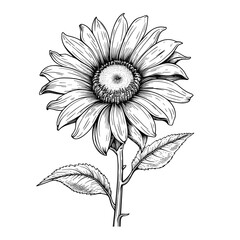 Hand Drawn Sketch Sunflower Illustration

