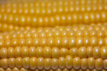 Closeup of corn cob, corn textured background