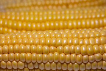 Closeup of corn cob, corn textured background