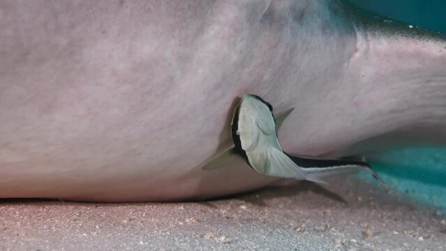 Rémora de tiburón en Maldivas